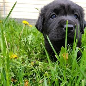 Meet your Posher, Kirrie